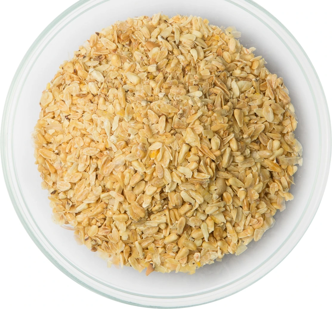 Corn Germ