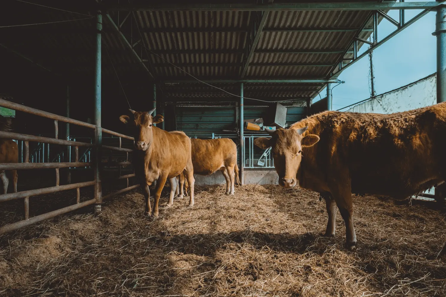 Animal Feed